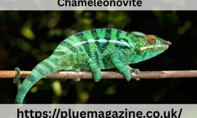 Chameleónovité