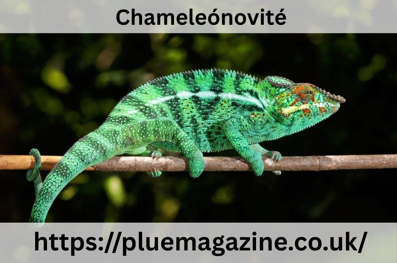Chameleónovité